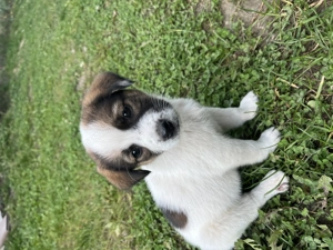 Donez 3 cățelușe și un catelus - imagine 2