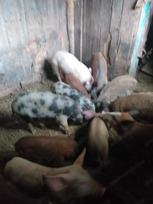 Vând purcei  - imagine 2