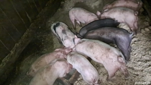 purcei 6 săptămâni  - imagine 4