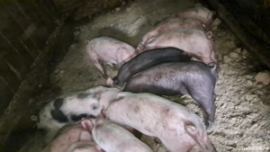 purcei 6 săptămâni 