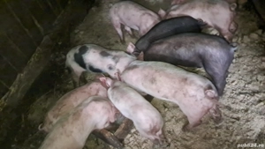 purcei 6 săptămâni  - imagine 3