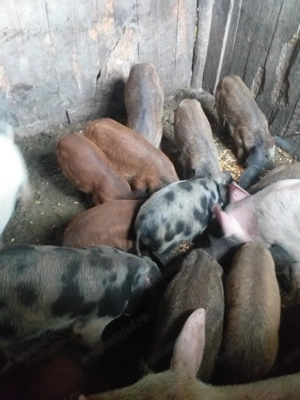 Vând purcei  - imagine 3