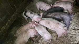 purcei 6 săptămâni  - imagine 2