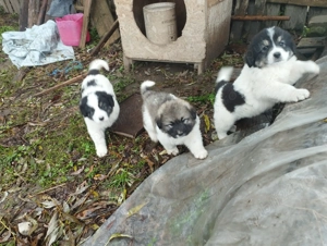 Ciobanesc de Bucovina simpatici pentru iubitorii. - imagine 2 Ciobanesc de Bucovina simpatici pentru iubitorii. - imagine 2