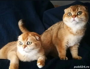 scottish fold golden!!!