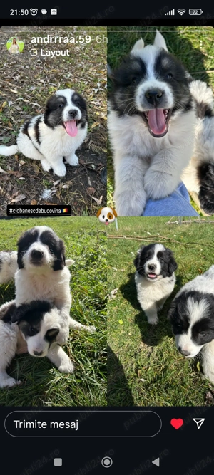 Ciobanesc de Bucovina simpatici pentru iubitorii.