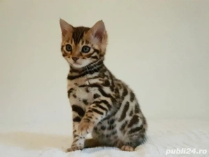 bengaleze!!!!asigram transport