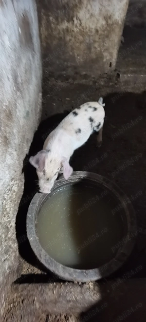 Purcei asigur transport  - imagine 3 Purcei asigur transport  - imagine 3