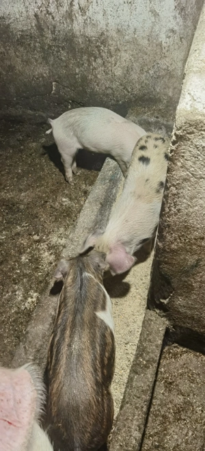 Purcei asigur transport  - imagine 2 Purcei asigur transport  - imagine 2