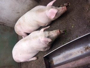 Porci de vinzare  - imagine 2