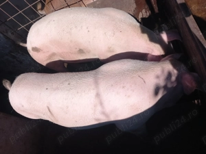 Porci de vinzare  - imagine 3