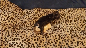 Bulldog francez merle F - imagine 3 Bulldog francez merle F - imagine 3