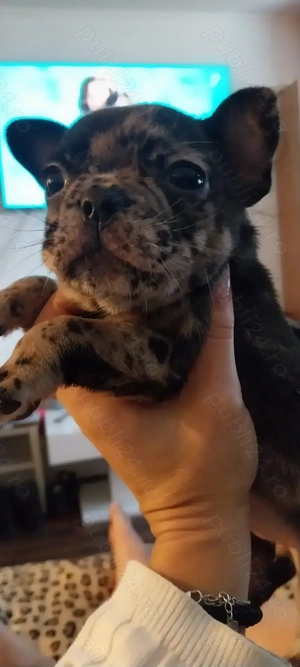 Bulldog francez merle F - imagine 4 Bulldog francez merle F - imagine 4