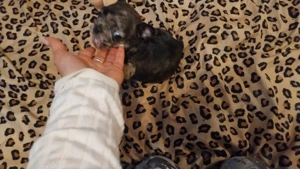 Bulldog francez merle F - imagine 2 Bulldog francez merle F - imagine 2