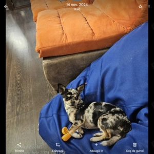 Chihuahua caută partenera - imagine 2 Chihuahua caută partenera - imagine 2