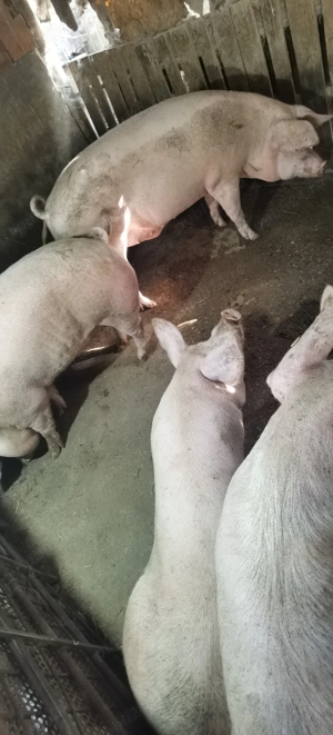 Porci de tăiat, asigur transport 
