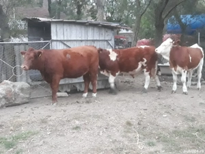 Taurasi si vitea angus - imagine 3