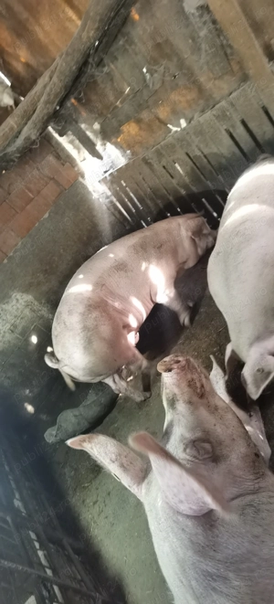 Porci de tăiat, asigur transport  - imagine 3