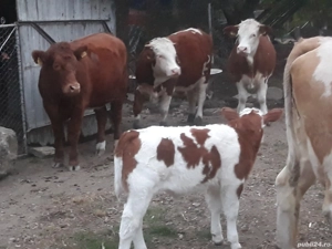 Taurasi si vitea angus - imagine 2