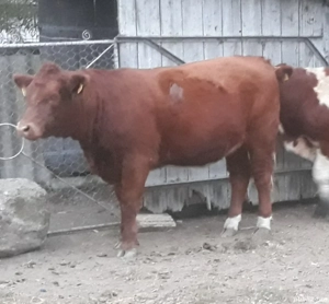 Taurasi si vitea angus