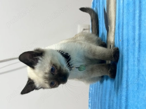 Vand pui Siameza - imagine 3