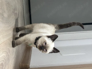 Vand pui Siameza - imagine 2