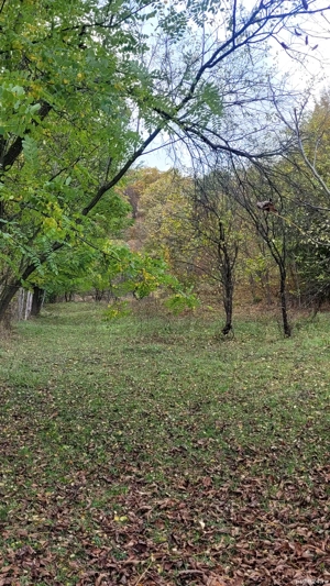 Teren intravilan Provita de Jos - imagine 5