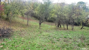 Teren intravilan Provita de Jos - imagine 2