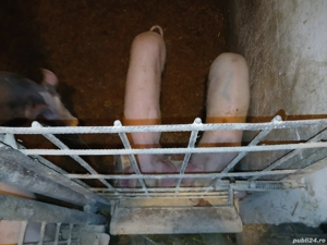 purcei 20-40 kg - imagine 2 purcei 20-40 kg - imagine 2