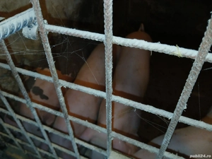 purcei 20-40 kg - imagine 5 purcei 20-40 kg - imagine 5