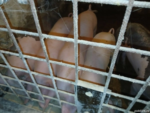 purcei 20-40 kg - imagine 4 purcei 20-40 kg - imagine 4