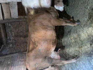 Vând vaca cu vițelușă 