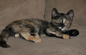 british shorthair negru asigur transport - imagine 2