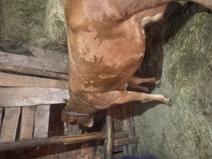 Vând vaca cu vițelușă  - imagine 3