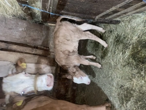 Vând vaca cu vițelușă  - imagine 2