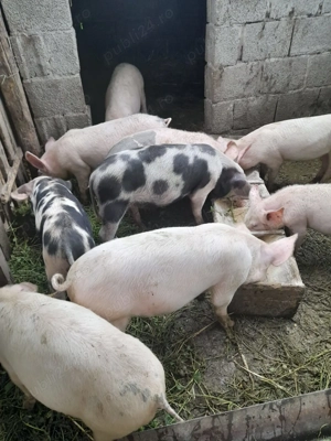 Vand șoldani de 4 luni - imagine 4 Vand șoldani de 4 luni - imagine 4