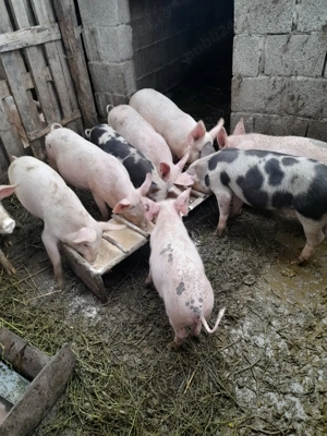 Vand șoldani de 4 luni - imagine 3 Vand șoldani de 4 luni - imagine 3