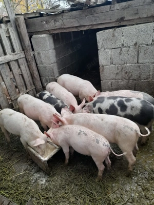 Vand șoldani de 4 luni - imagine 2 Vand șoldani de 4 luni - imagine 2