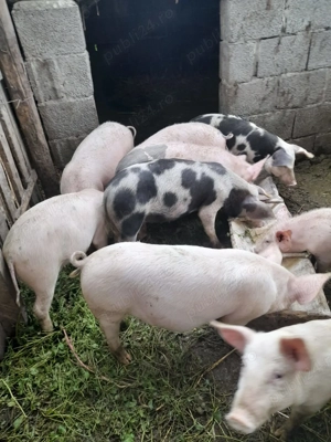 Vand șoldani de 4 luni - imagine 5 Vand șoldani de 4 luni - imagine 5