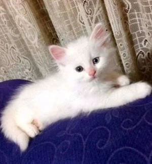 ragdoll puiuti - imagine 3