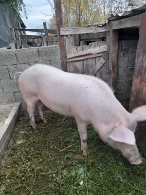 Vand porici de carne  - imagine 2 Vand porici de carne  - imagine 2