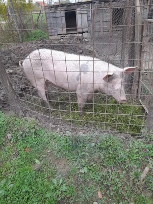 Vand porici de carne  - imagine 4 Vand porici de carne  - imagine 4