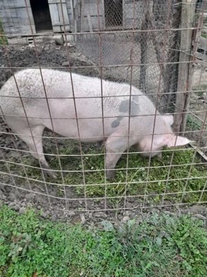 Vand porici de carne 