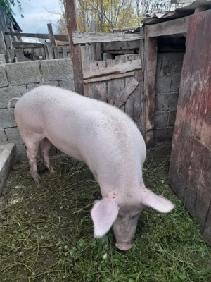 Vand porici de carne  - imagine 3 Vand porici de carne  - imagine 3