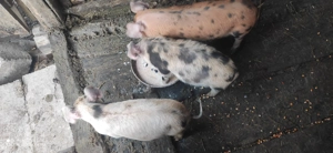 Vând 3 purcei - imagine 2