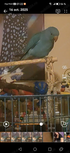 Papagal Micul Alexandru