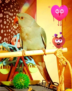 Papagal Micul Alexandru - imagine 2
