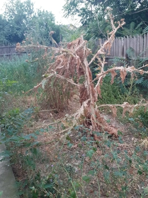 Ofer servicii de curatenie intretinere-curte gradina-Bucuresti Ilfov - imagine 2