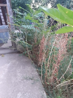 Ofer servicii de curatenie intretinere-curte gradina-Bucuresti Ilfov