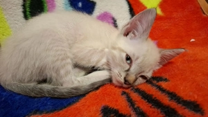 Vând pisici urgent !